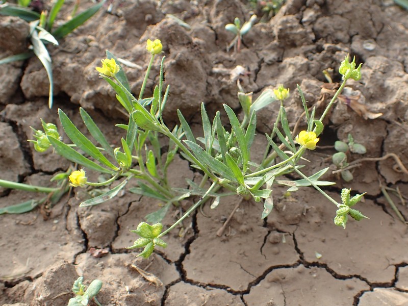 Corn Buttercup photo 2