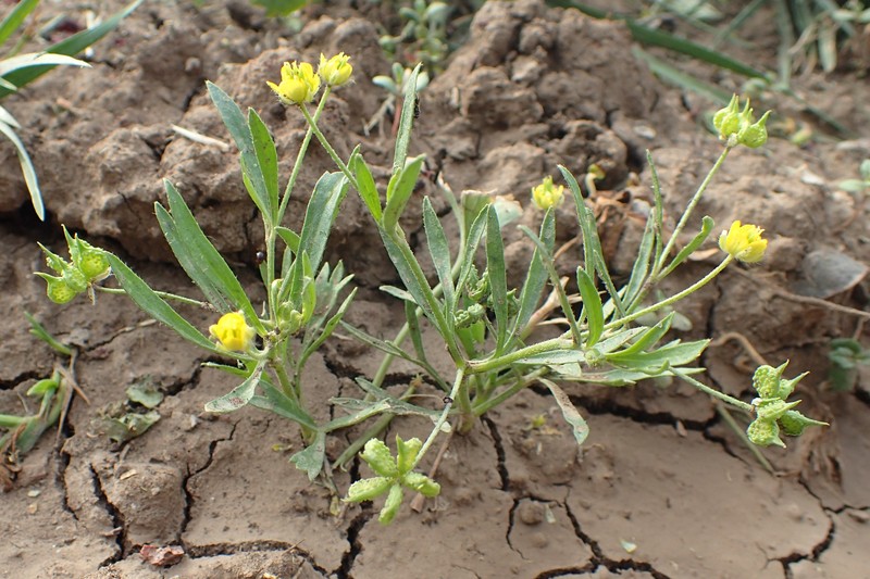 Corn Buttercup photo 3