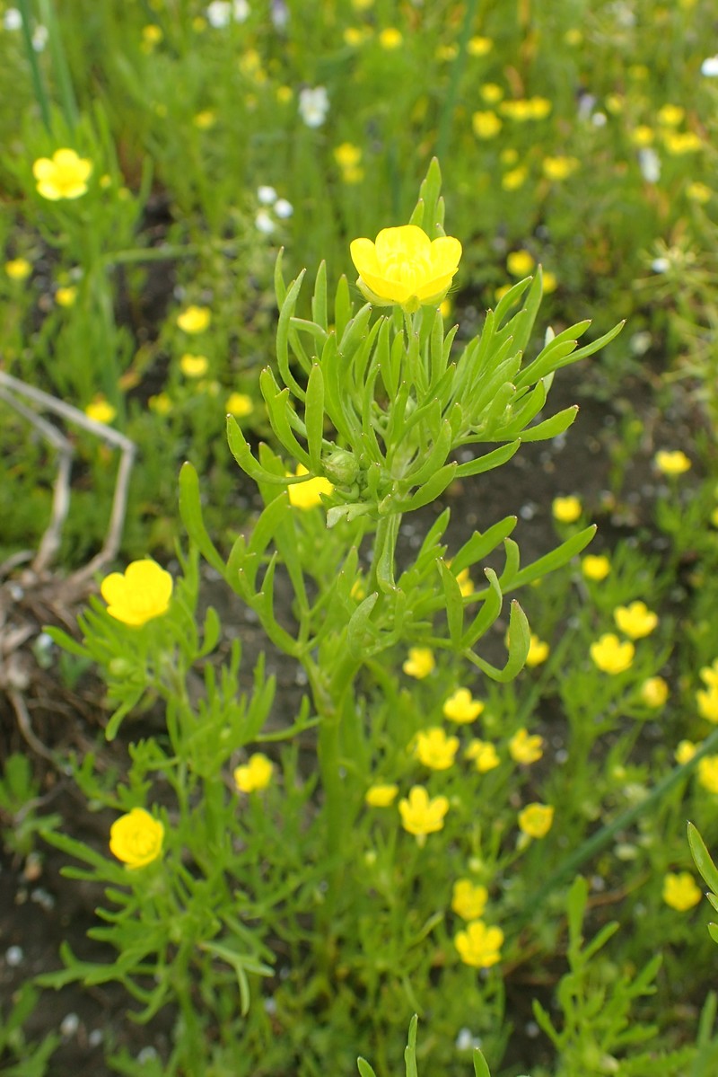 Corn Buttercup photo 4