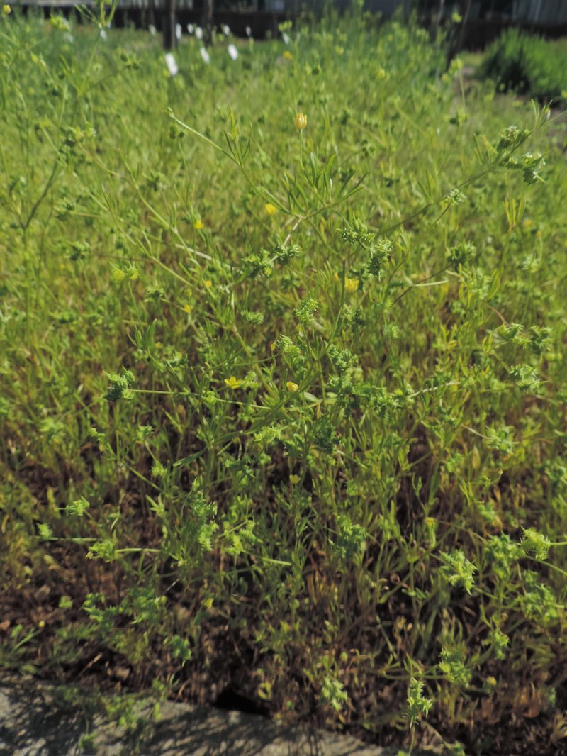 Corn Buttercup photo 6