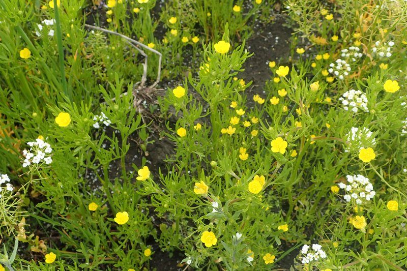 Corn Buttercup photo 7
