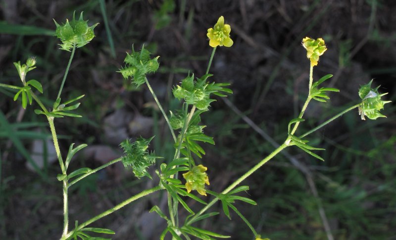 Corn Buttercup photo 8