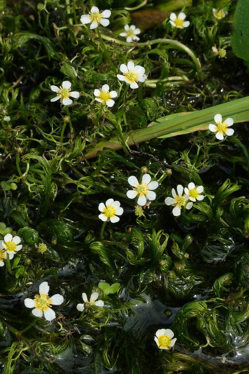 Ranunculus ashibetsuensis photo 2
