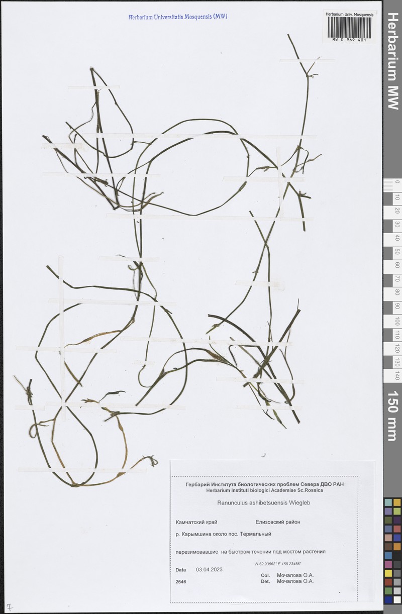 Ranunculus ashibetsuensis photo 6