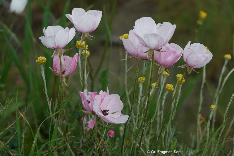 Ranunculus asiaticus