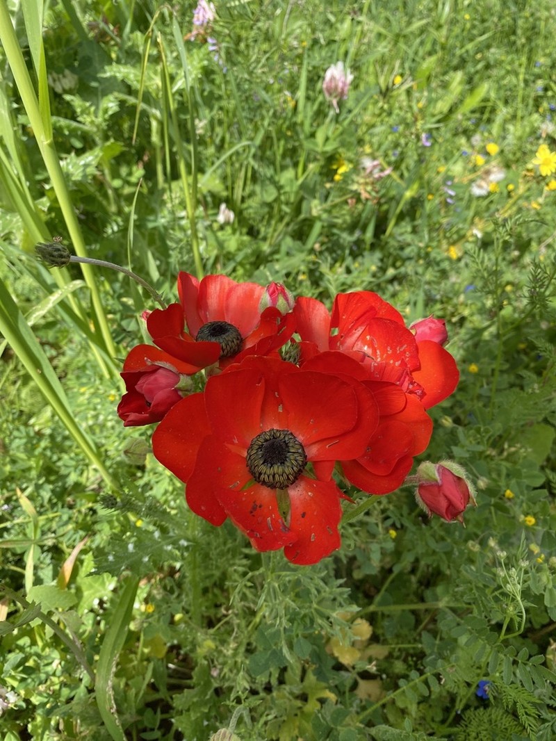Ranunculus asiaticus photo 2