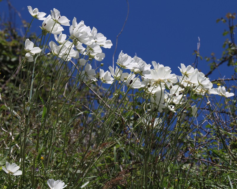Ranunculus asiaticus photo 3