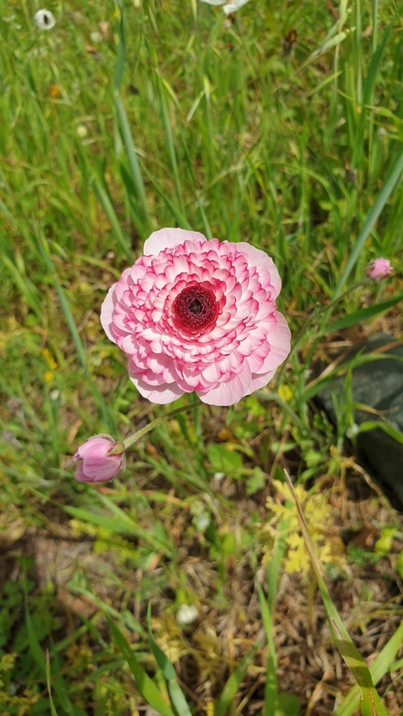 Ranunculus asiaticus photo 4