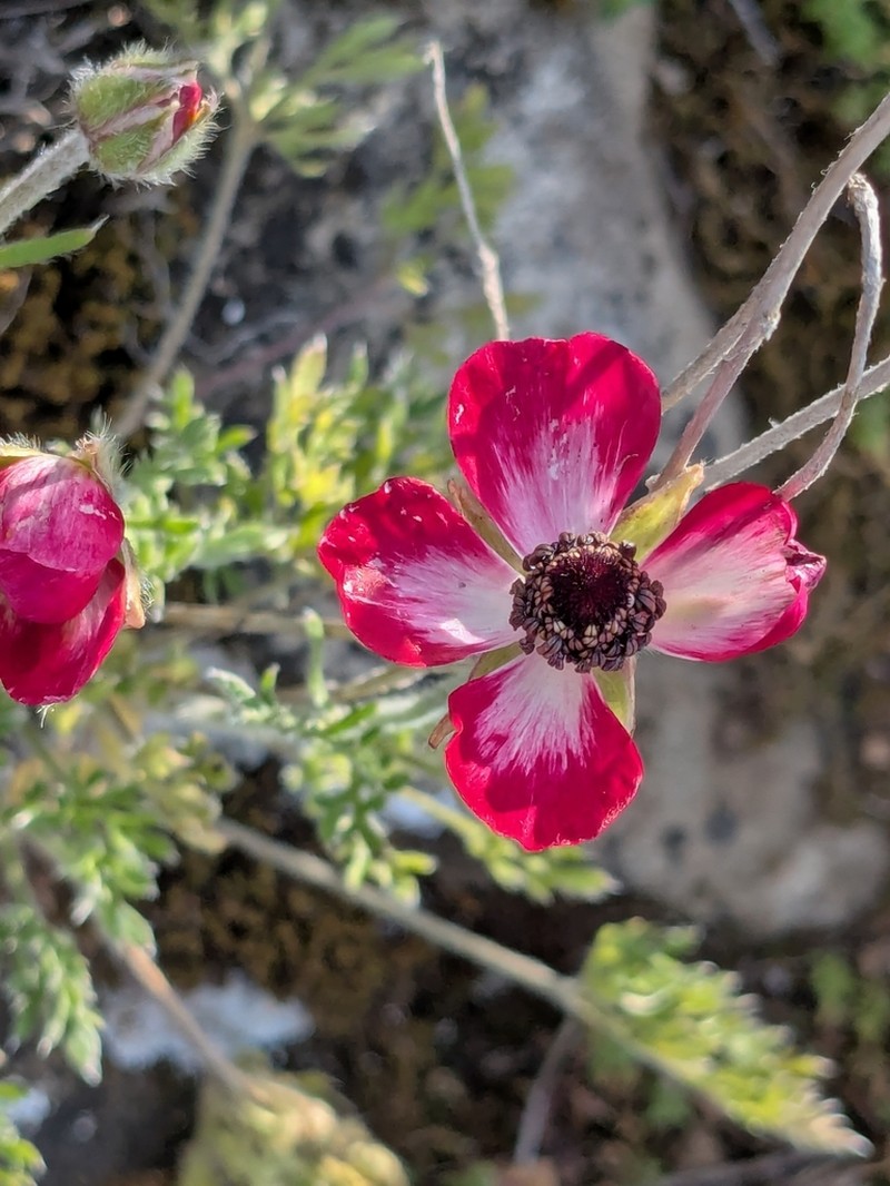 Ranunculus asiaticus photo 5