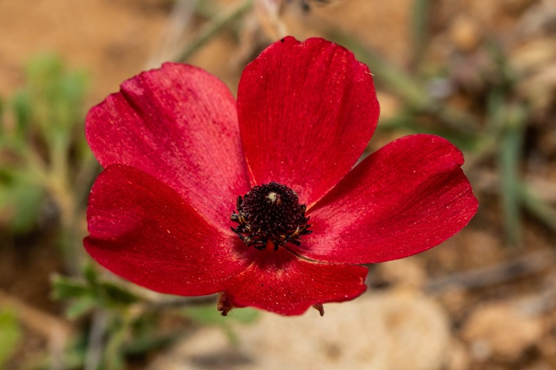 Ranunculus asiaticus photo 6