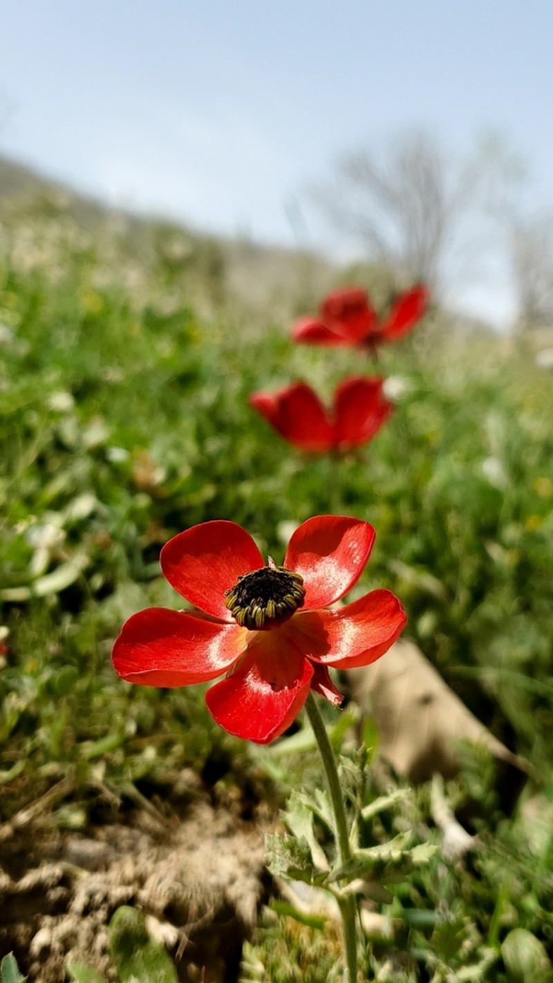 Ranunculus asiaticus photo 7