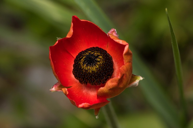 Ranunculus asiaticus photo 8