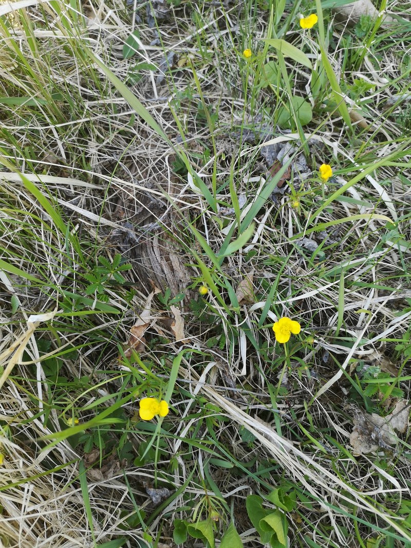 Ranunculus atriviolascens