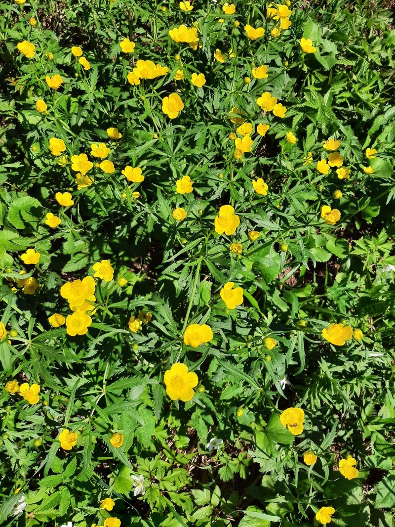 Ranunculus attingens