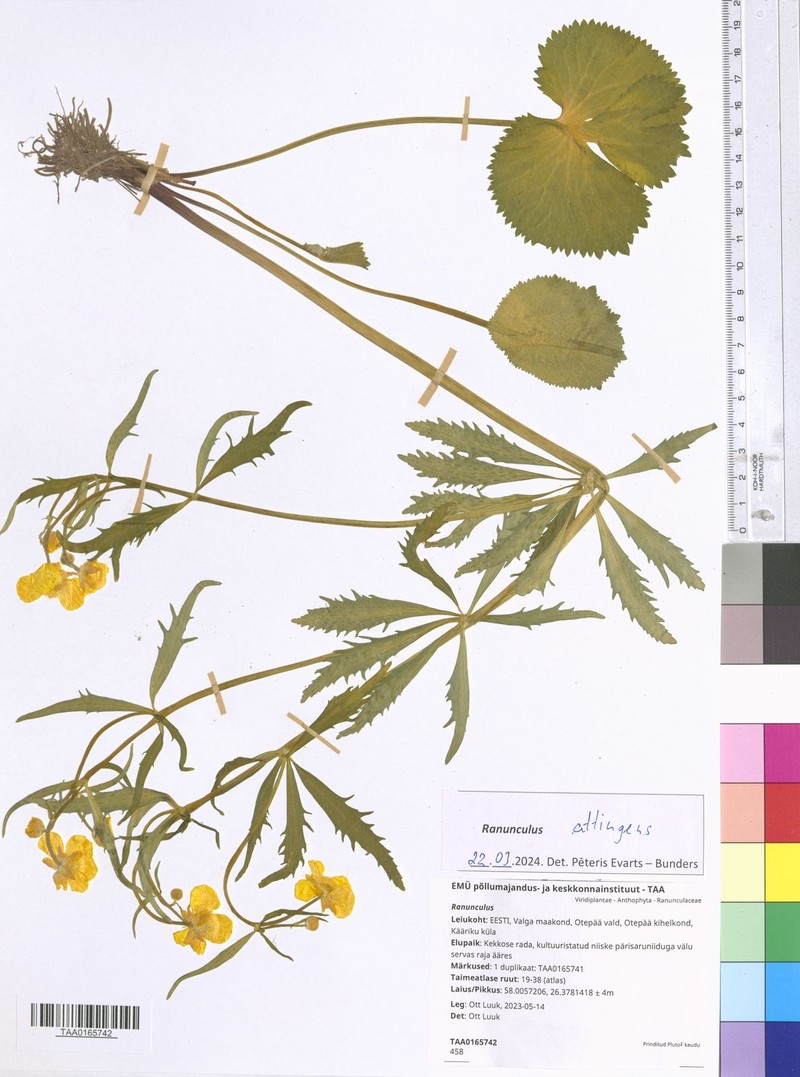 Ranunculus attingens photo 2