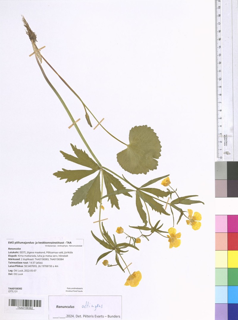 Ranunculus attingens photo 3