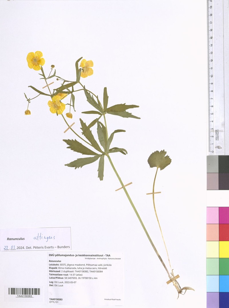 Ranunculus attingens photo 4