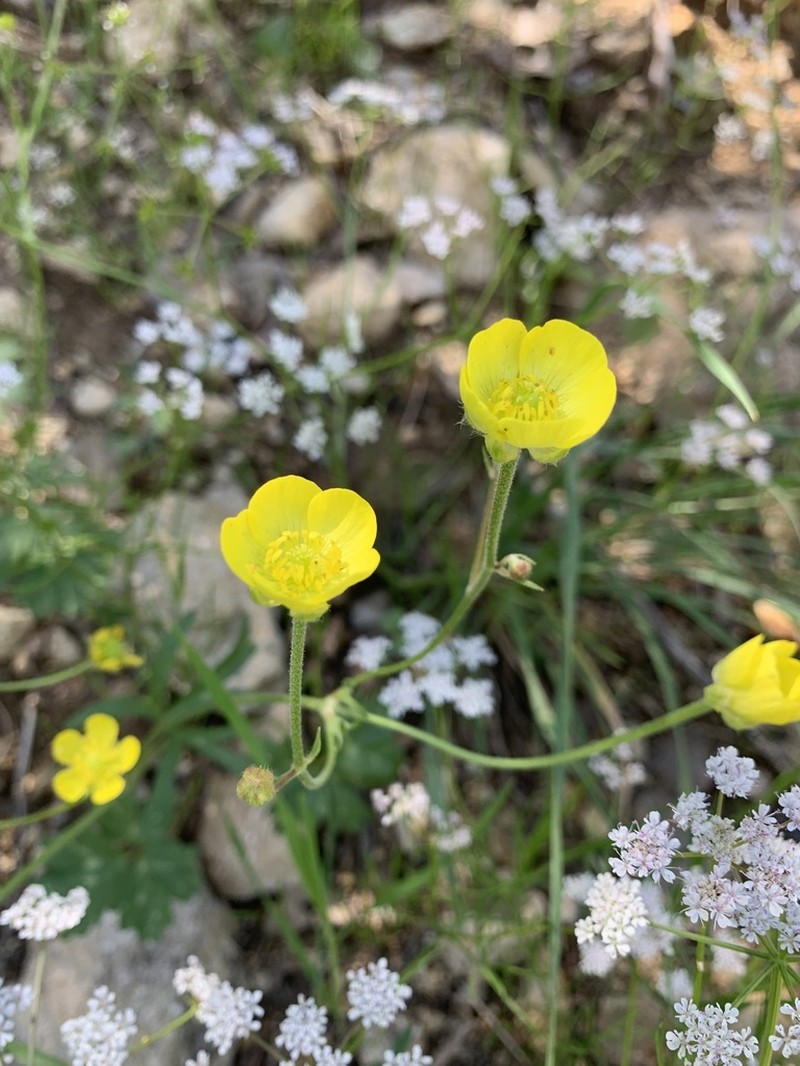 Ranunculus aucheri