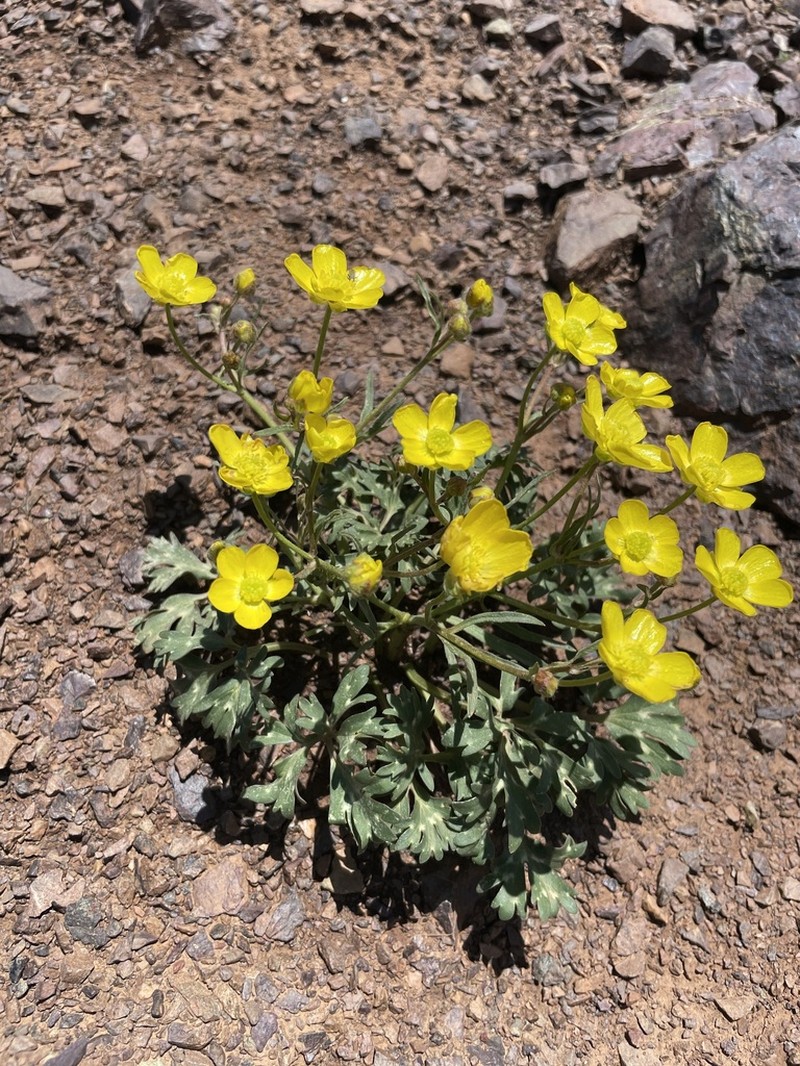 Ranunculus aucheri photo 3