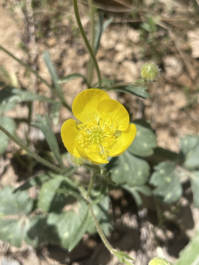 Ranunculus aucheri photo 4