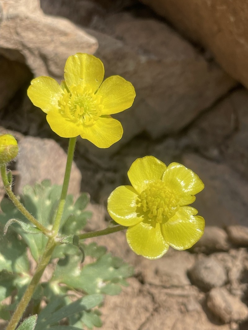 Ranunculus aucheri photo 5