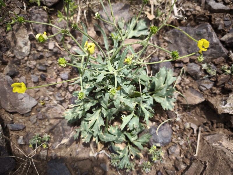 Ranunculus aucheri photo 6