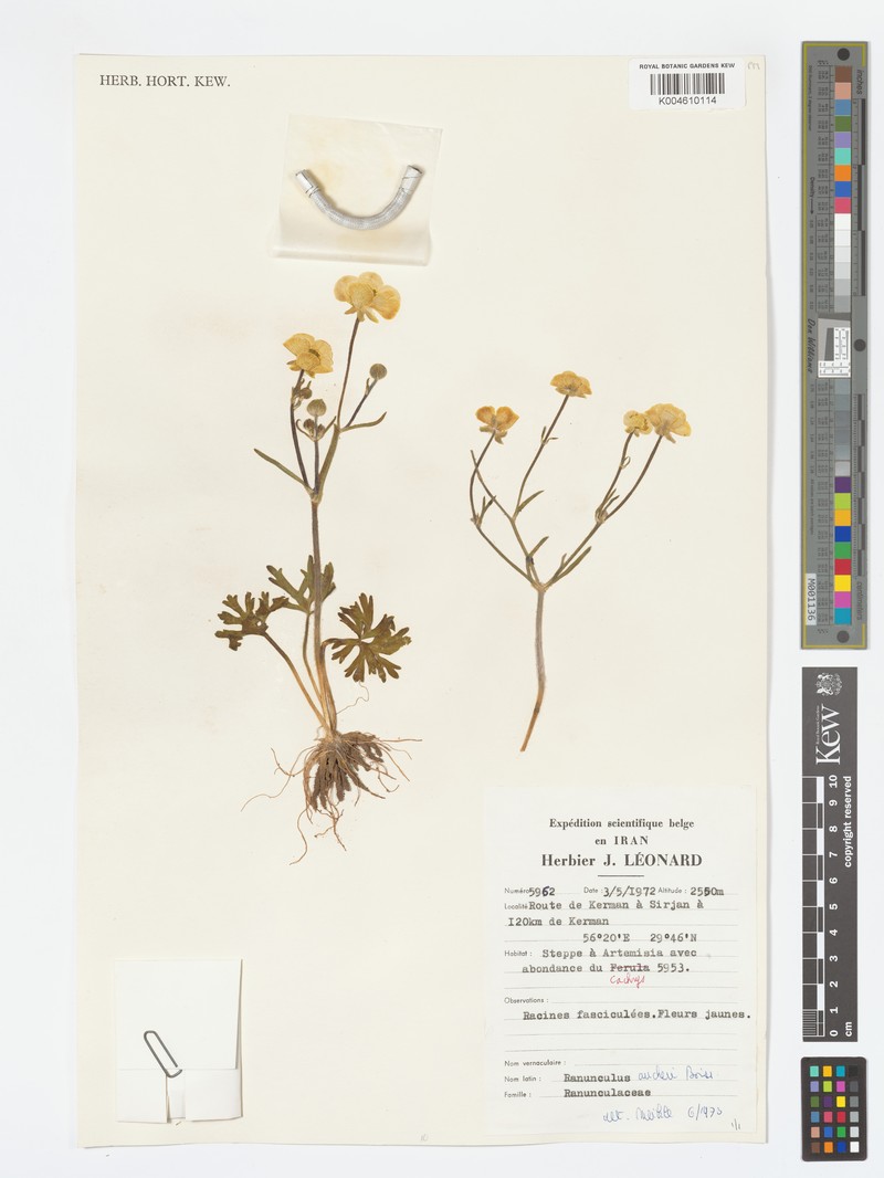 Ranunculus aucheri photo 8