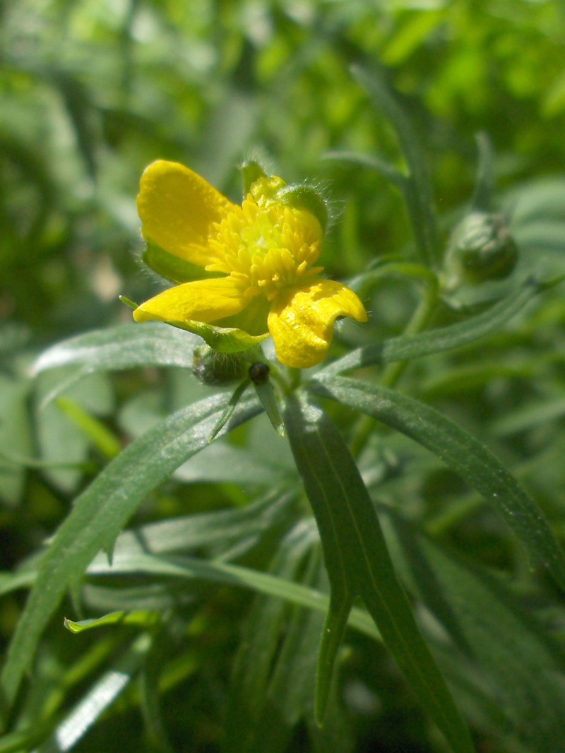 Greenland Buttercup