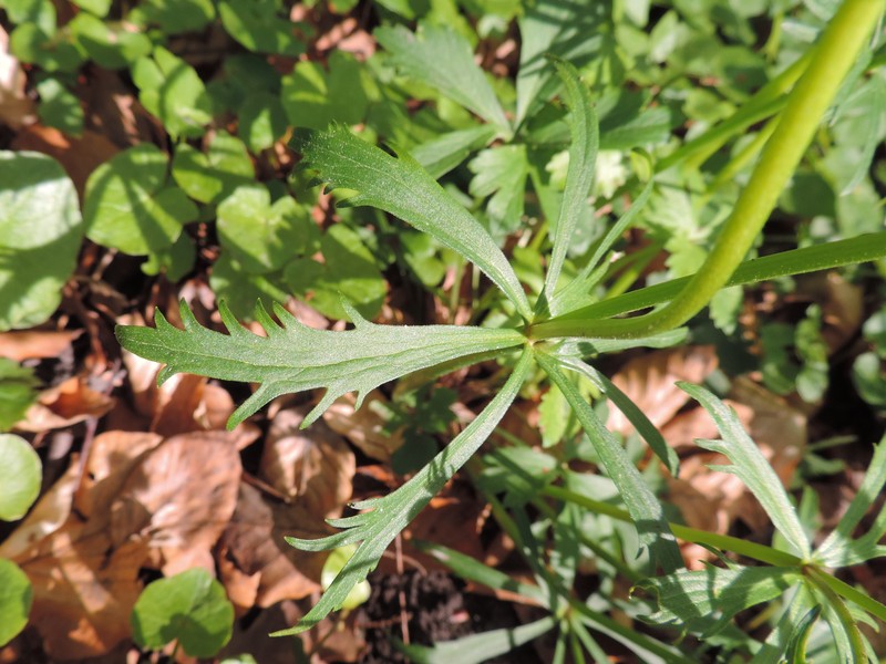 Greenland Buttercup photo 2