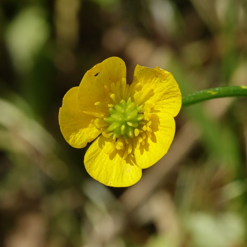Greenland Buttercup photo 3