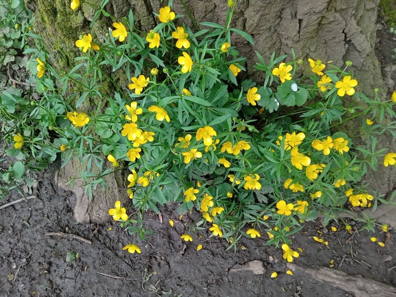 Greenland Buttercup photo 3