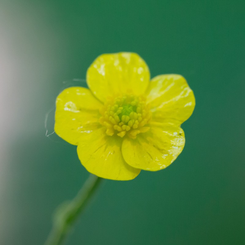 Greenland Buttercup photo 4