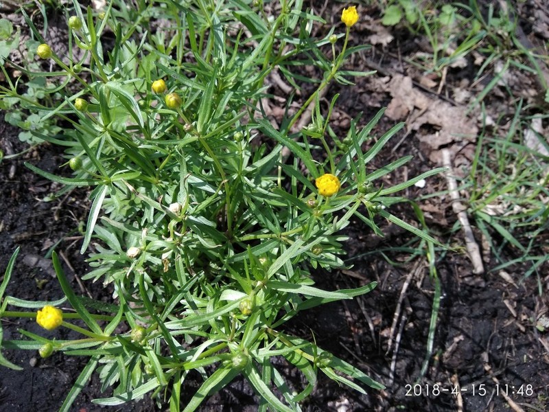 Greenland Buttercup photo 6