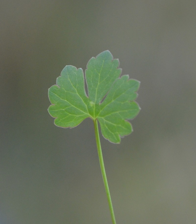 Greenland Buttercup photo 7