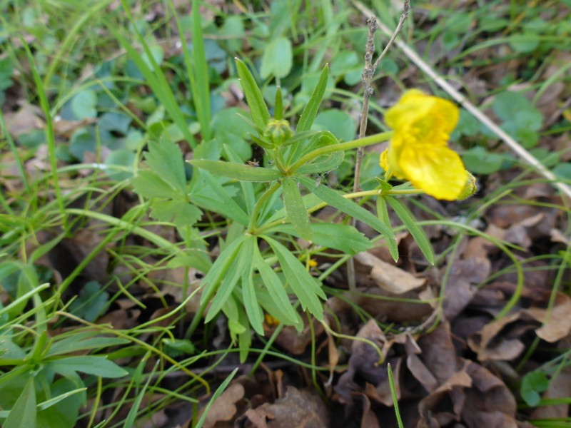 Greenland Buttercup photo 8