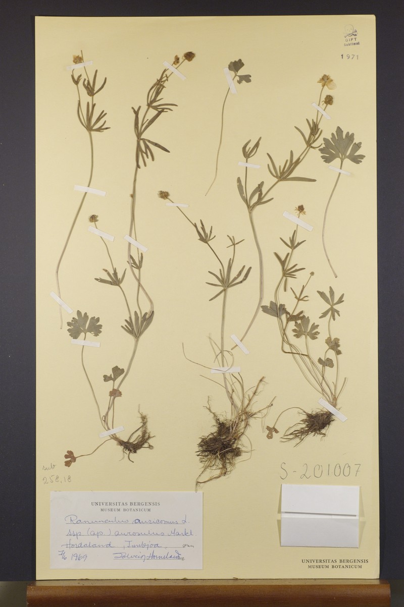 Ranunculus aurosulus