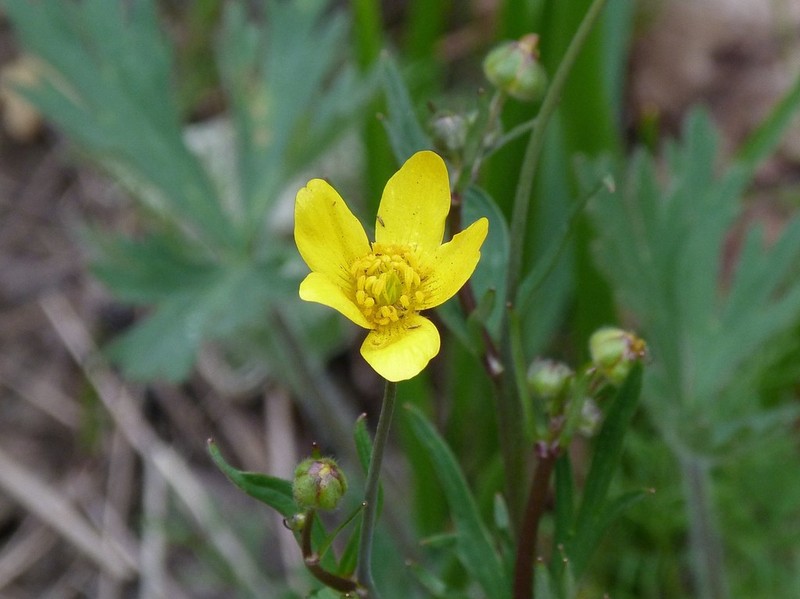 Ranunculus austro-oreganus