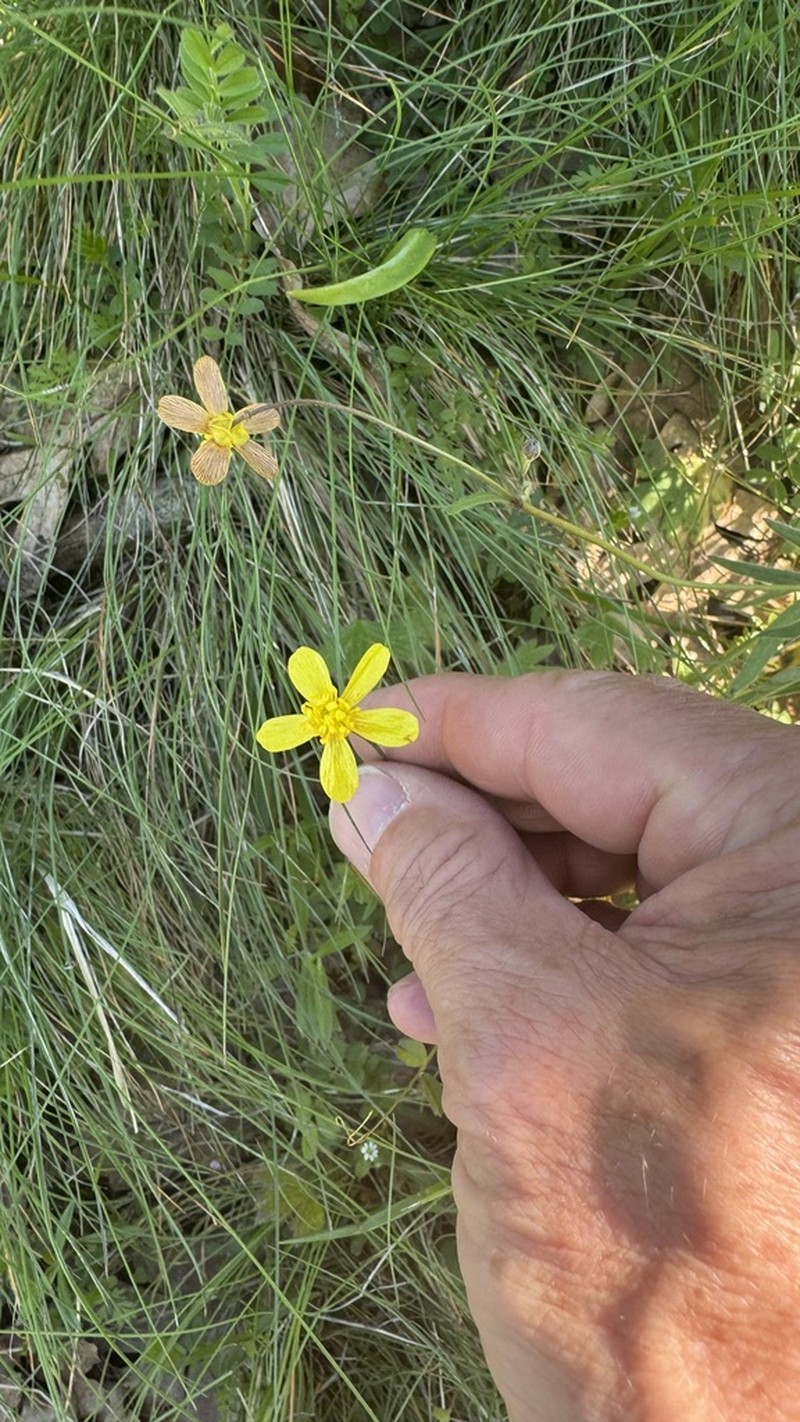 Ranunculus austro-oreganus photo 2