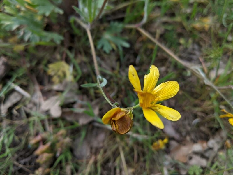 Ranunculus austro-oreganus photo 3