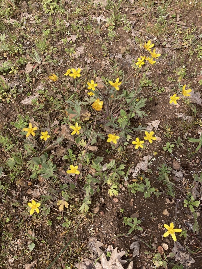 Ranunculus austro-oreganus photo 4