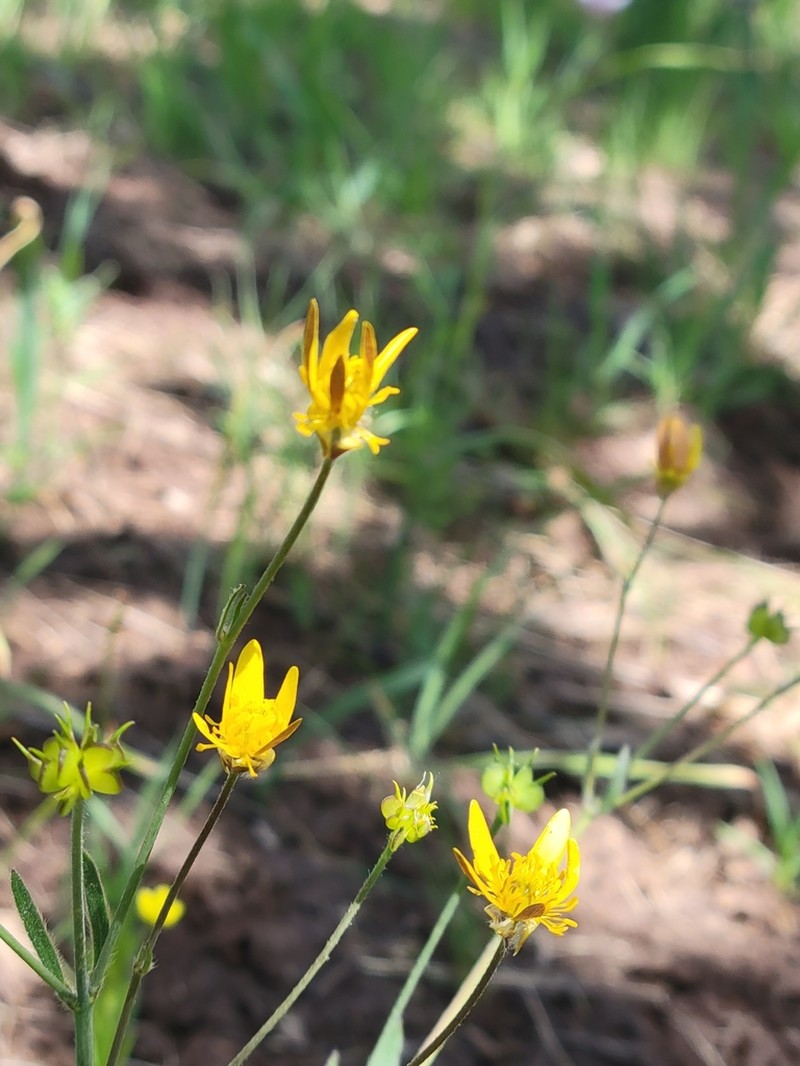 Ranunculus austro-oreganus photo 5