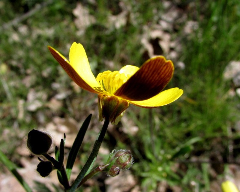 Ranunculus austro-oreganus photo 6