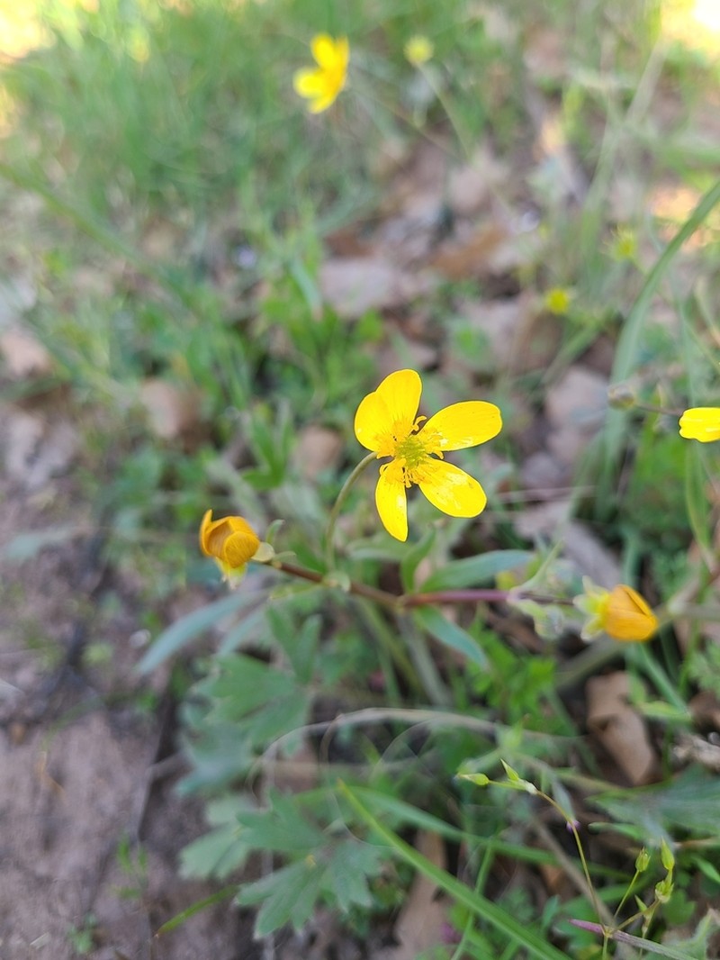 Ranunculus austro-oreganus photo 8