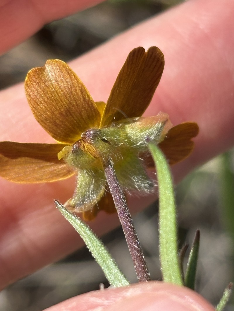 Southern Oregon Buttercup