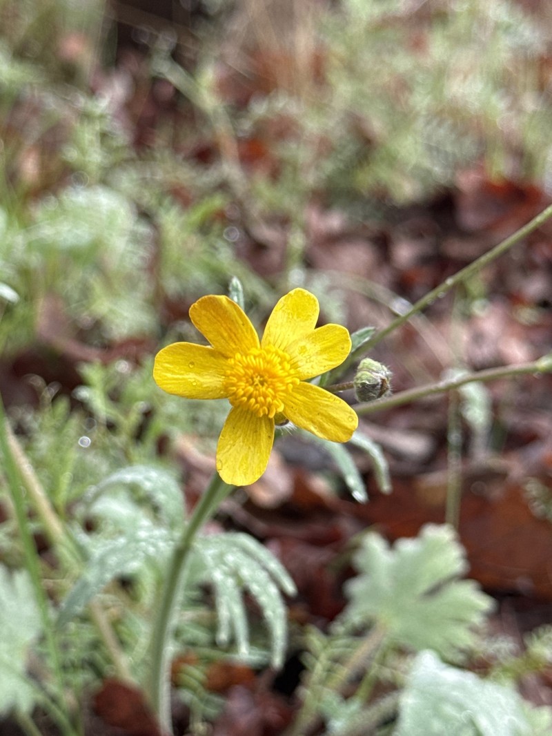 Southern Oregon Buttercup photo 2