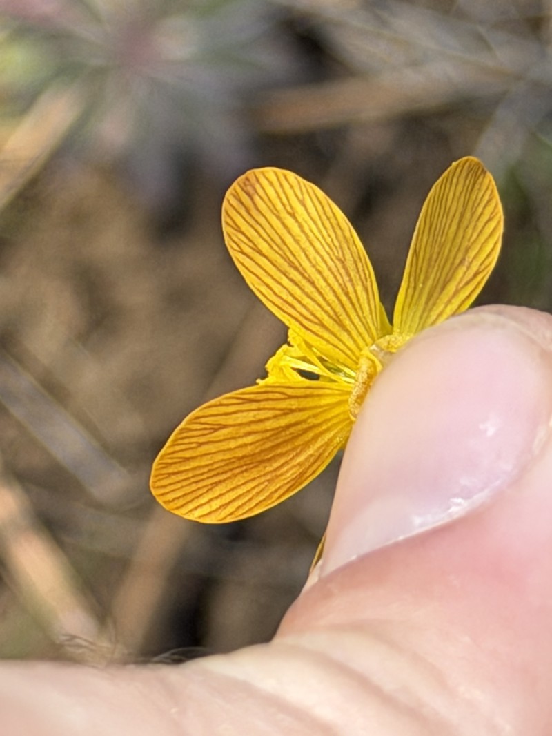 Southern Oregon Buttercup photo 3