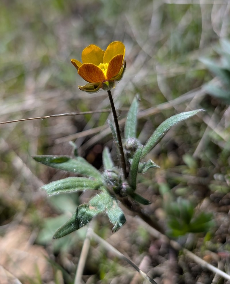 Southern Oregon Buttercup photo 4