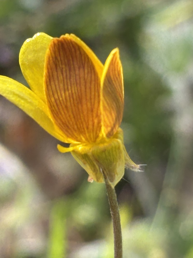 Southern Oregon Buttercup photo 5