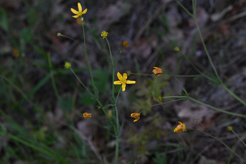 Southern Oregon Buttercup photo 6