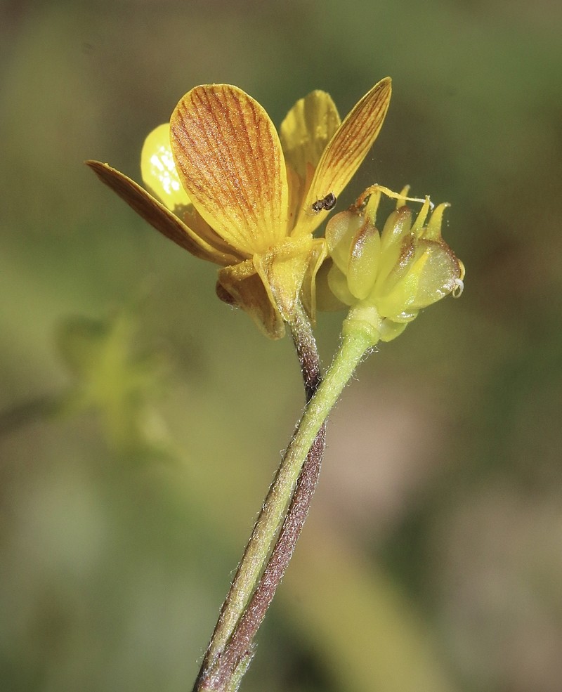 Southern Oregon Buttercup photo 7